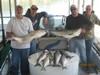 (04/25/2014) - Nice Striped Bass